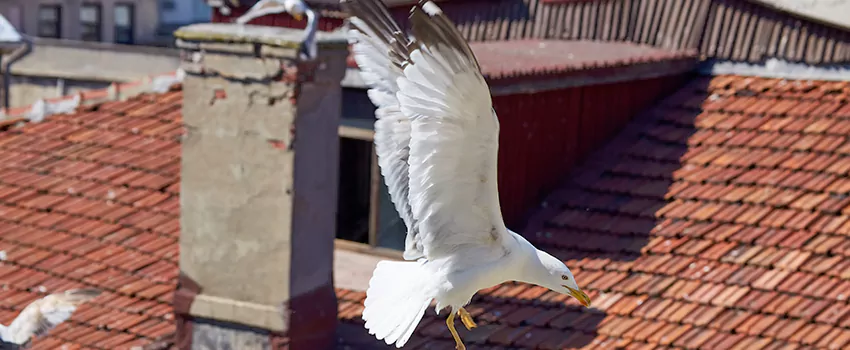 Residential Chimney Animal Removal Solution in Nanuet, NY