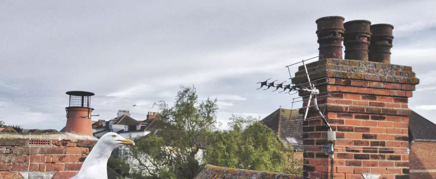 Chimney Cleaning And Restoration in Nanuet, New York